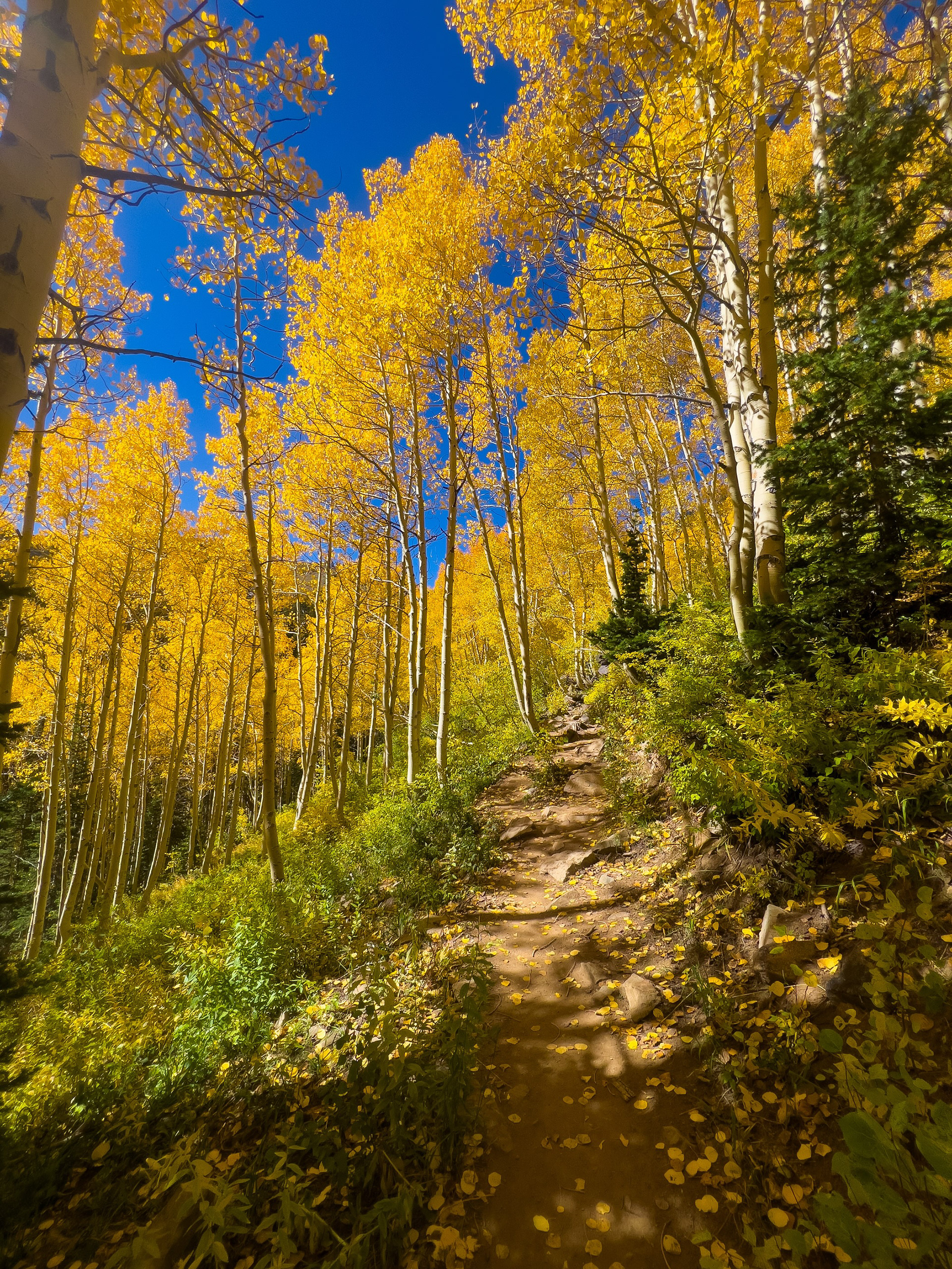 Fall Colors Park City, Utah