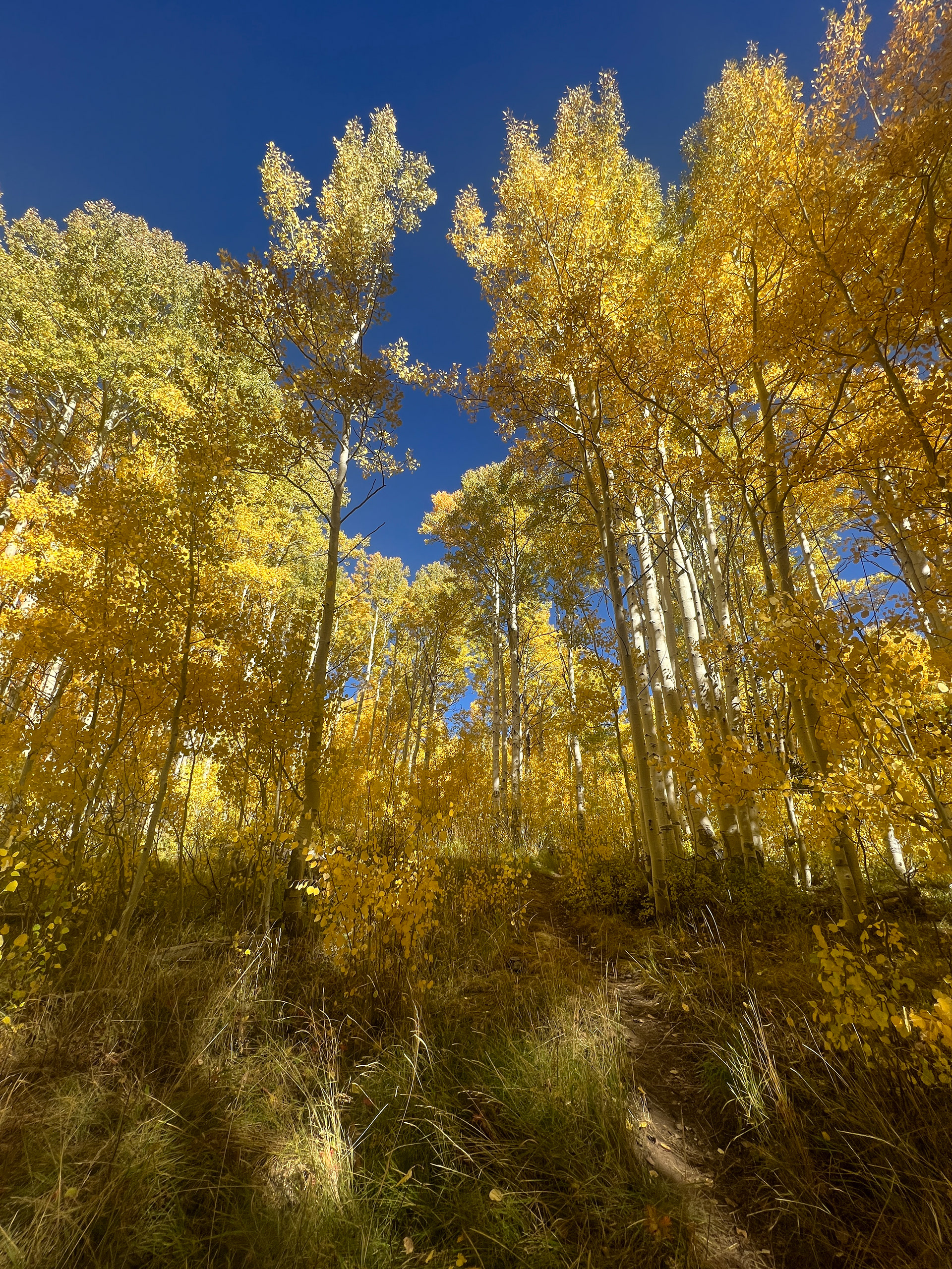 Aspen Trees Park City, Utah