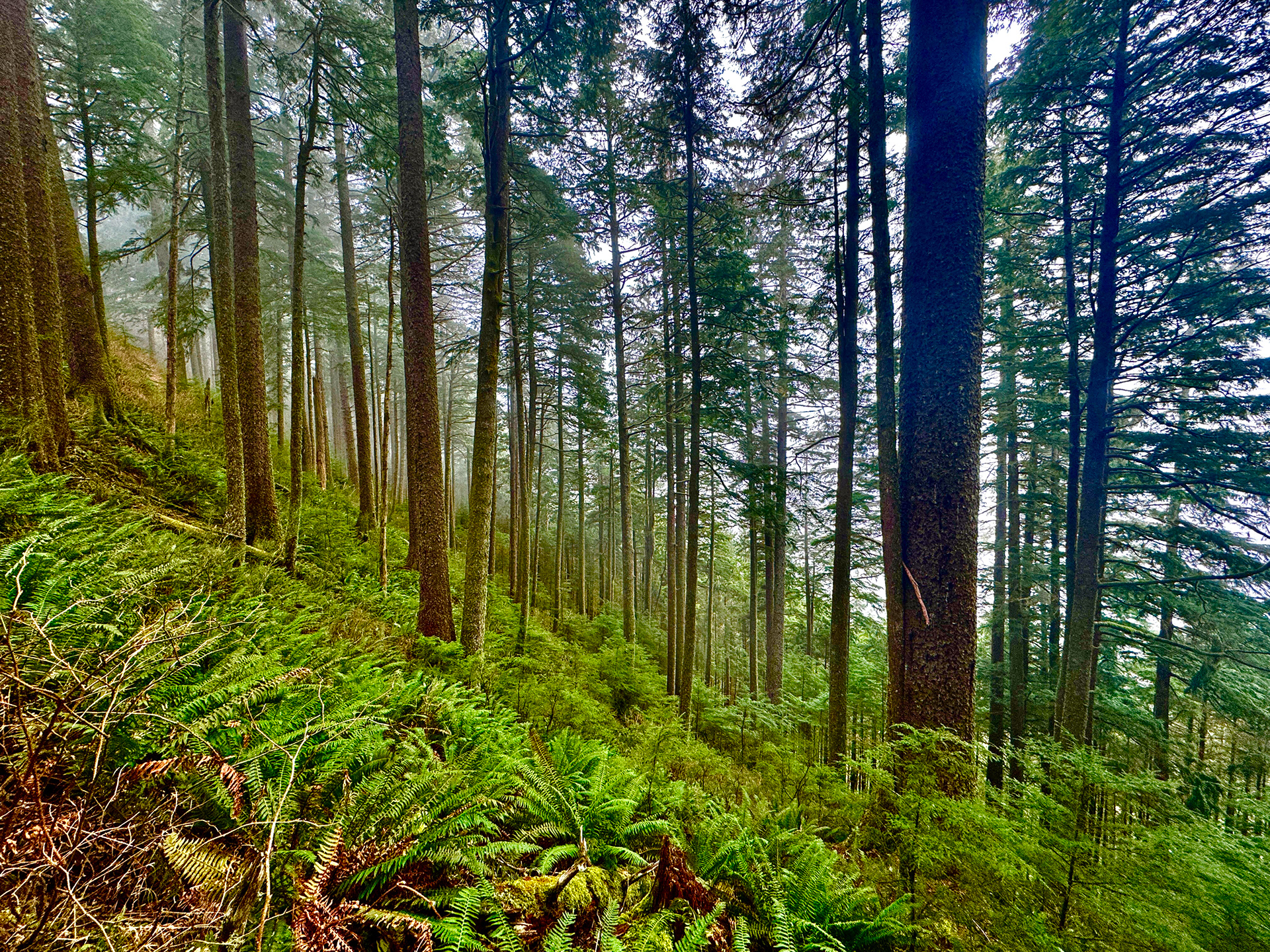 Neahkahnie Mountain Manzanita, Oregon